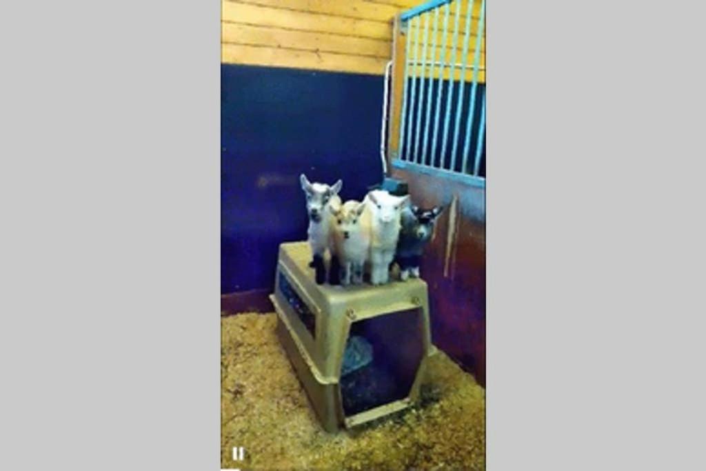 Skjerping Gardshus, Villa Lonevag Ngoại thất bức ảnh